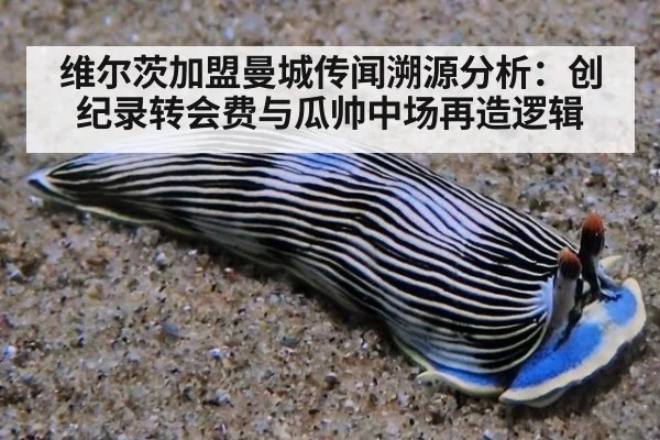 维尔茨加盟曼城传闻溯源分析：创纪录转会费与瓜帅中场再造逻辑